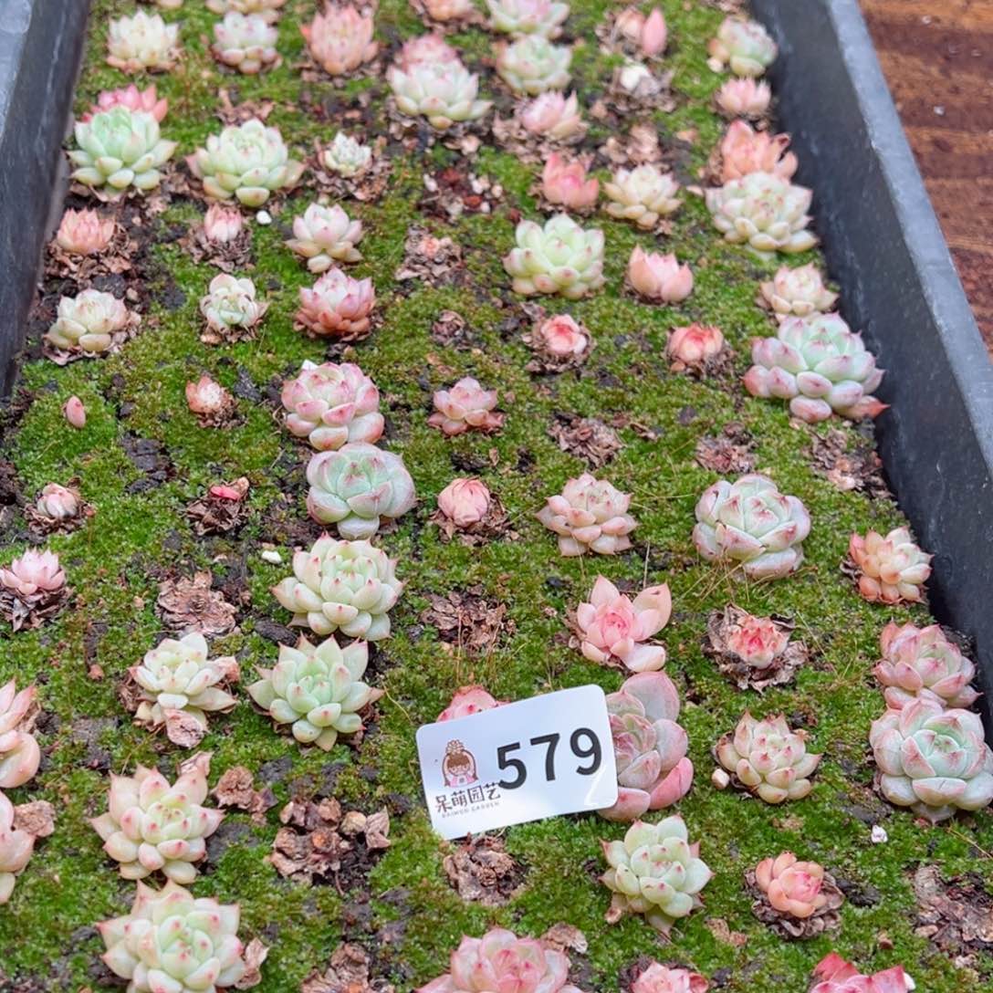 多肉植物多肉植物