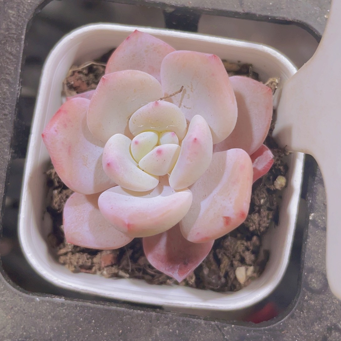 雪宝宝a061一物一拍