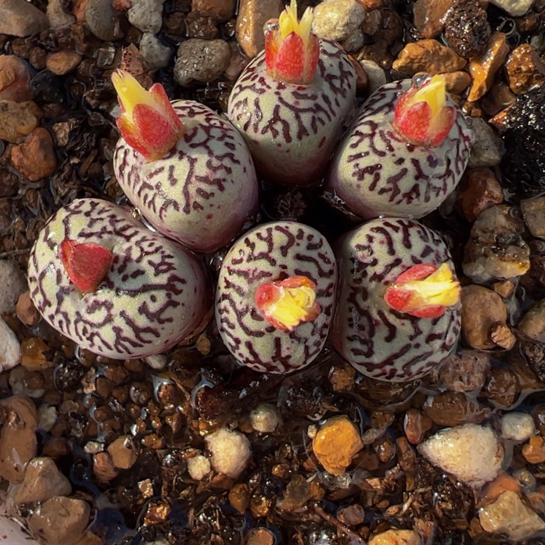 038多肉植物种类多样