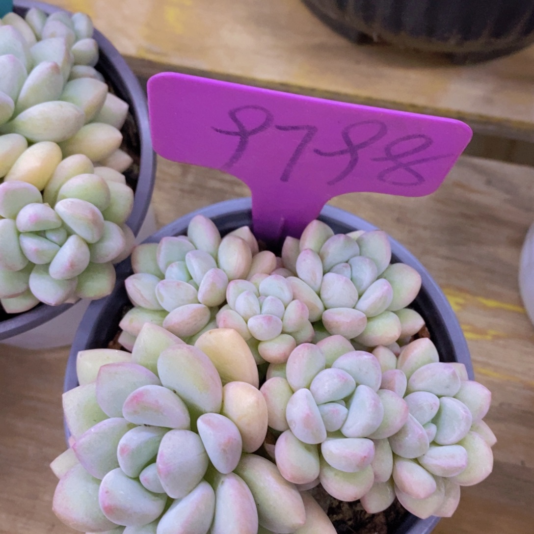 开心多肉，清货最后一场