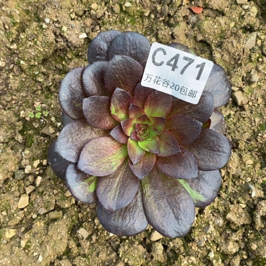 471花月夜多肉植物