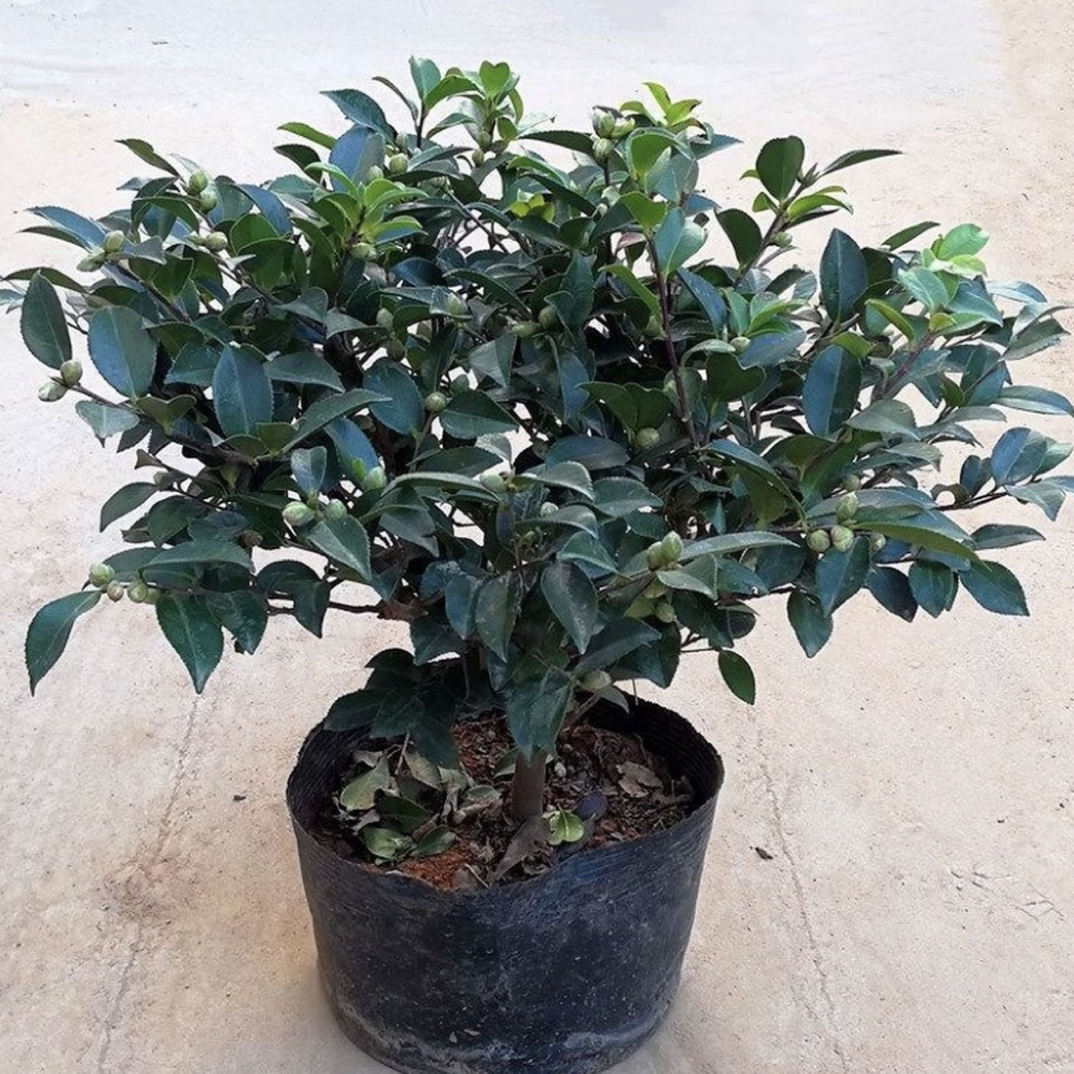 （一物一拍）带花苞茶梅老桩重瓣大花四季常青室内外庭院花卉盆栽