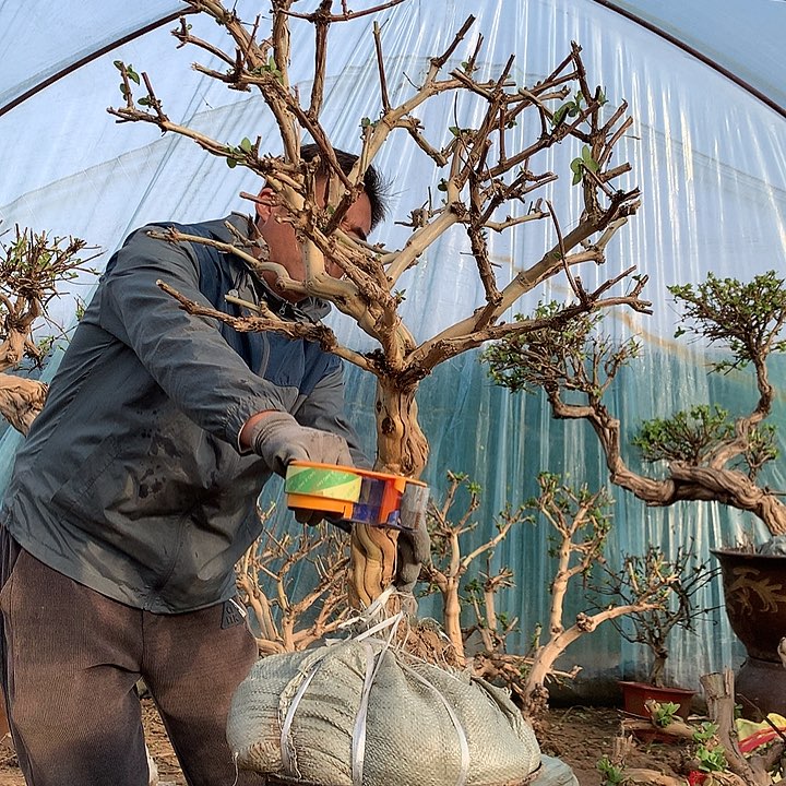 全部花朵金银花888888888888888888