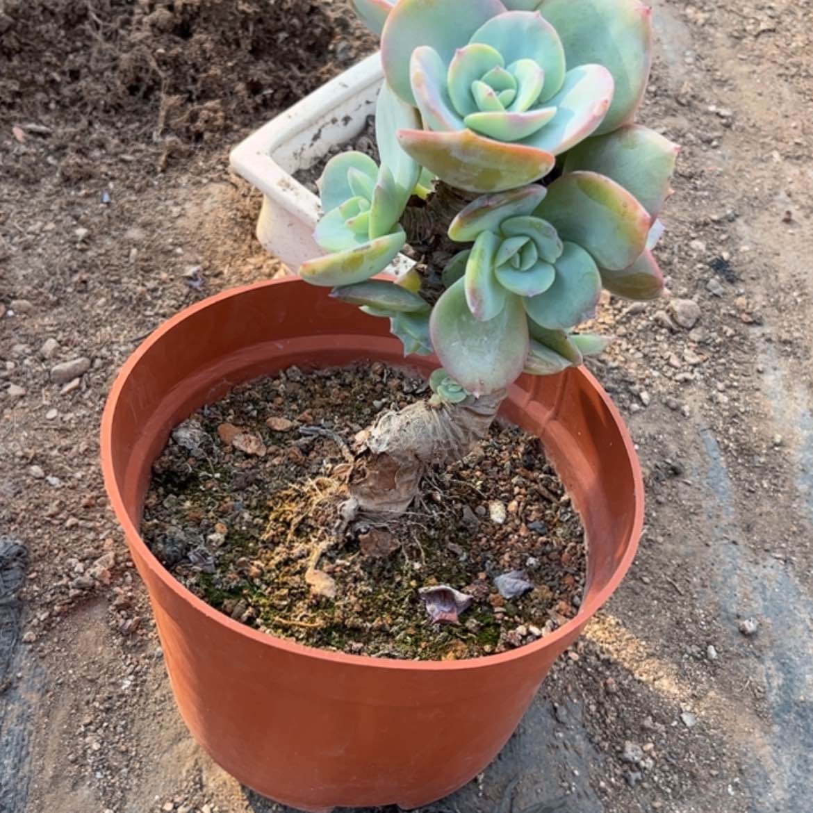 【闪购商品】无花朵一**间