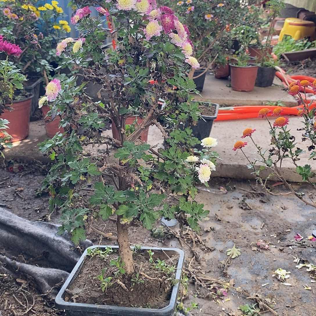 朝***展完全开放菊花菊花