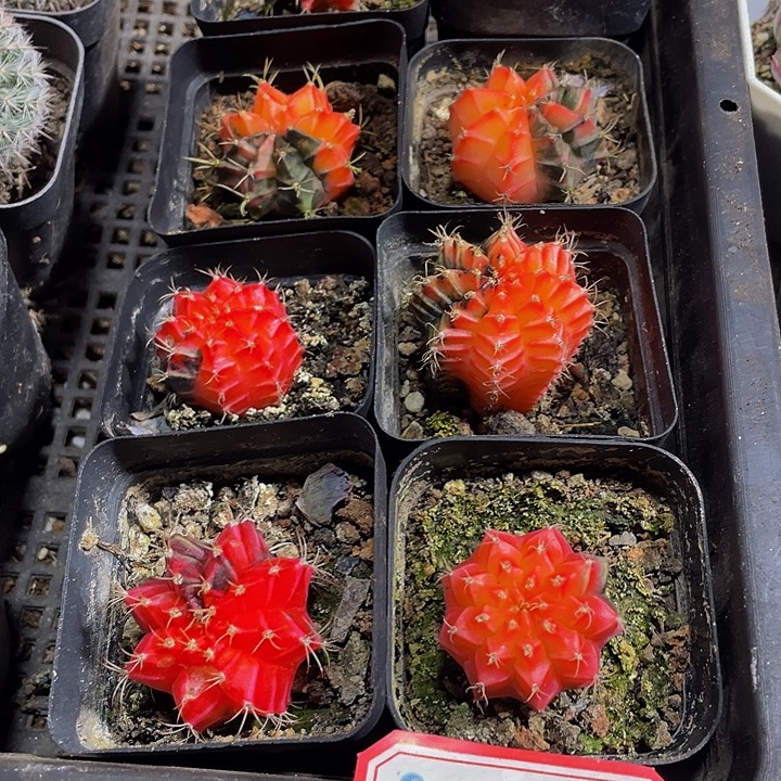 绣球锦带盆土发货