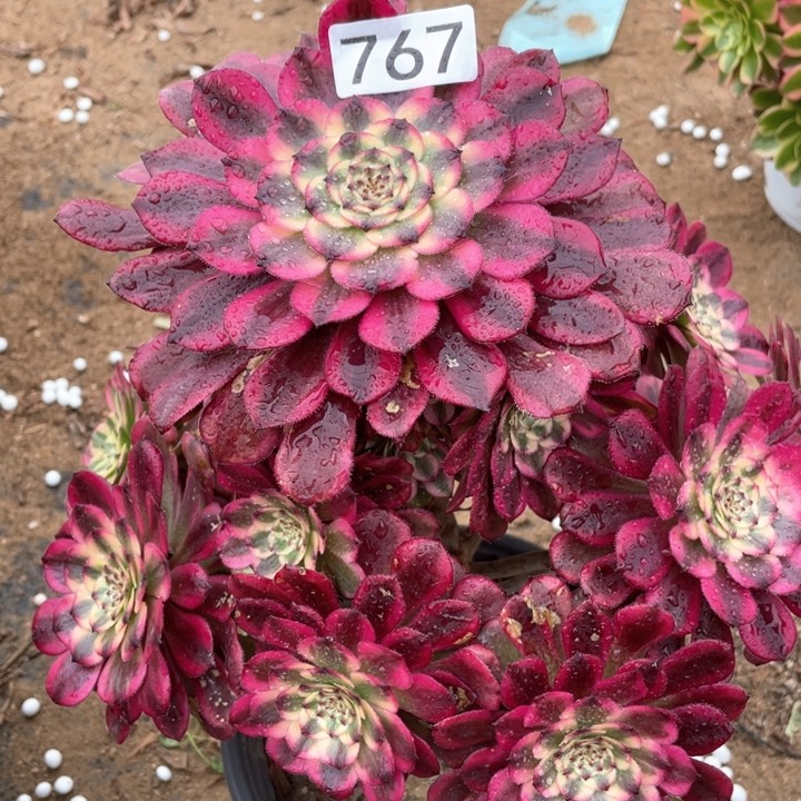 767多肉植物月蝉