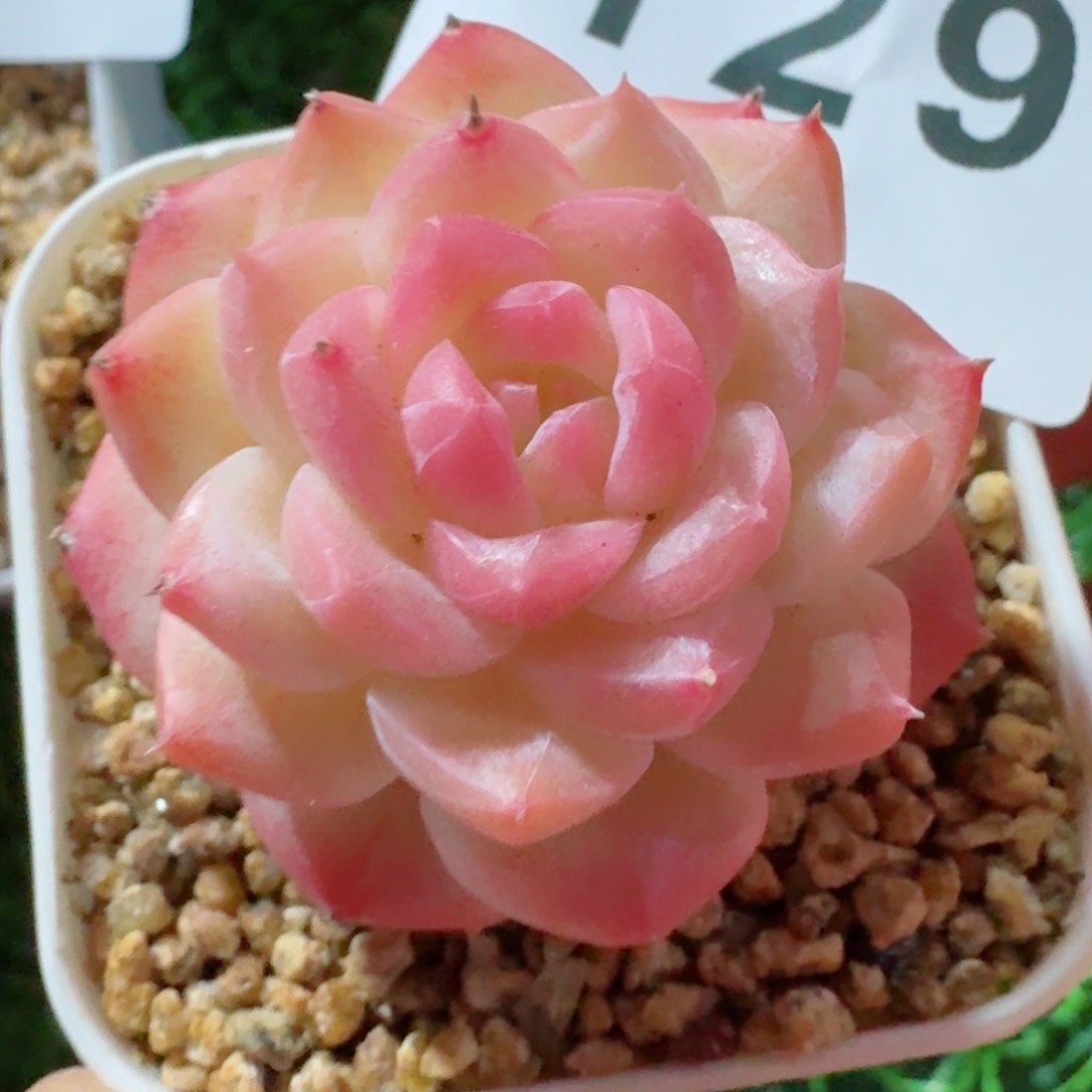 美心         精品多肉