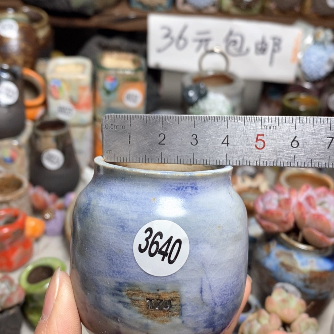 花盆拍5送一个小礼物