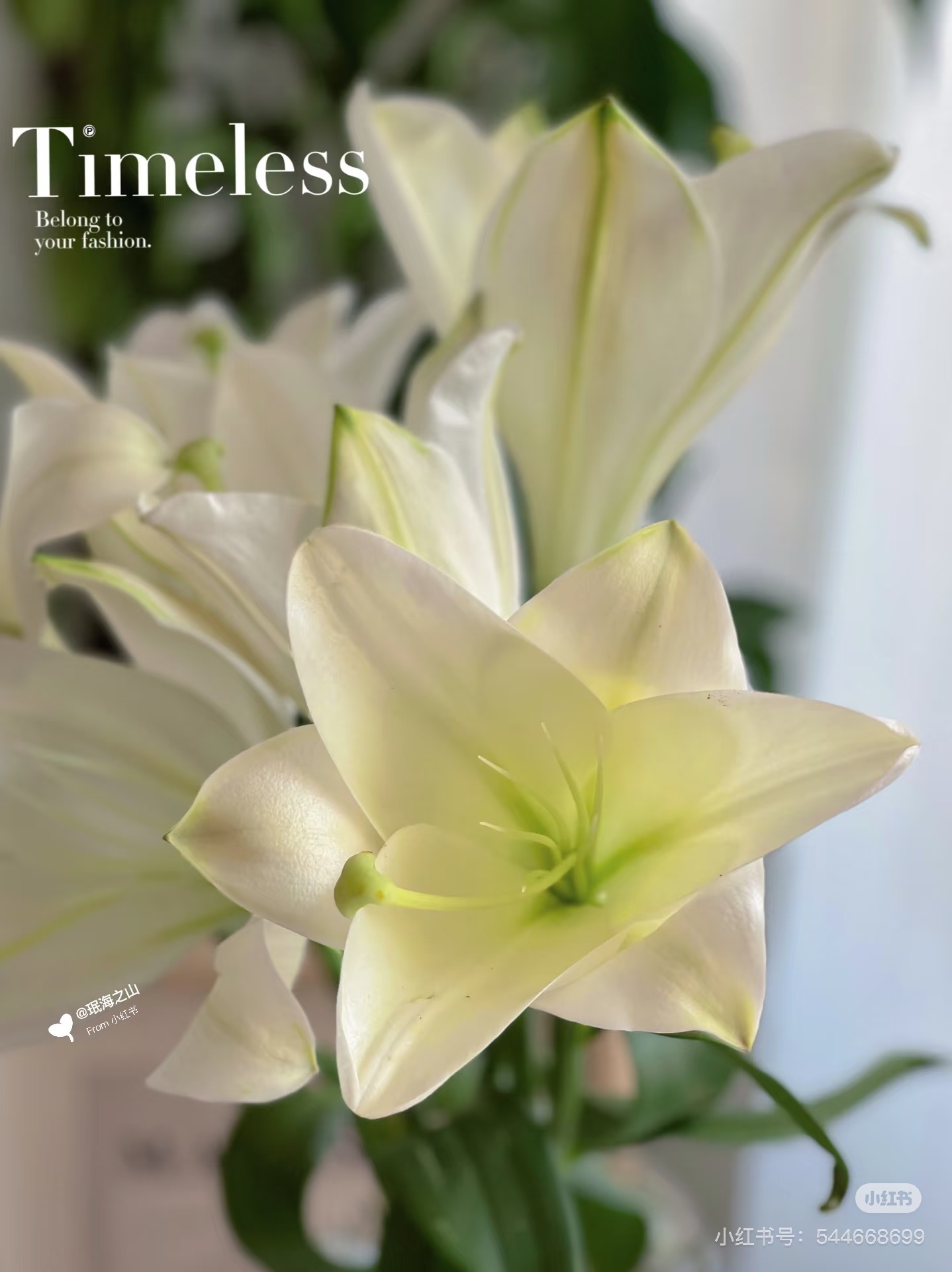 【白铁炮】百合味道超级好闻的百合