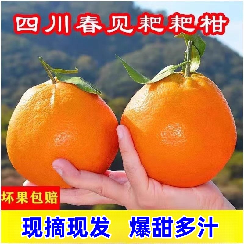 正宗四川春见耙耙柑新鲜爽口细腻橘子水果应季水果B