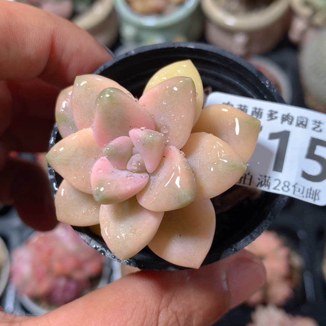 5CM拇指盆精控多肉ZH715