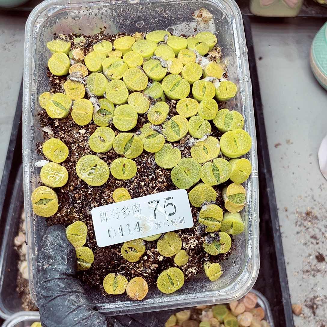 生石花满18包邮0414-75