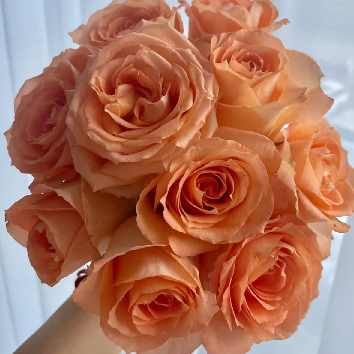 【假日公主单头玫瑰10枝】【两单冷链发货】