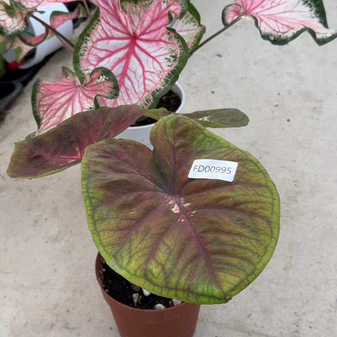 无花朵海王——00995