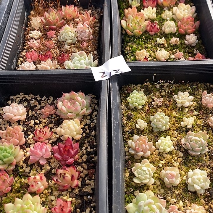 273 多肉植物盆栽花卉