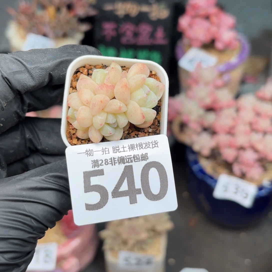 Y***o拇指冰带盆土发货