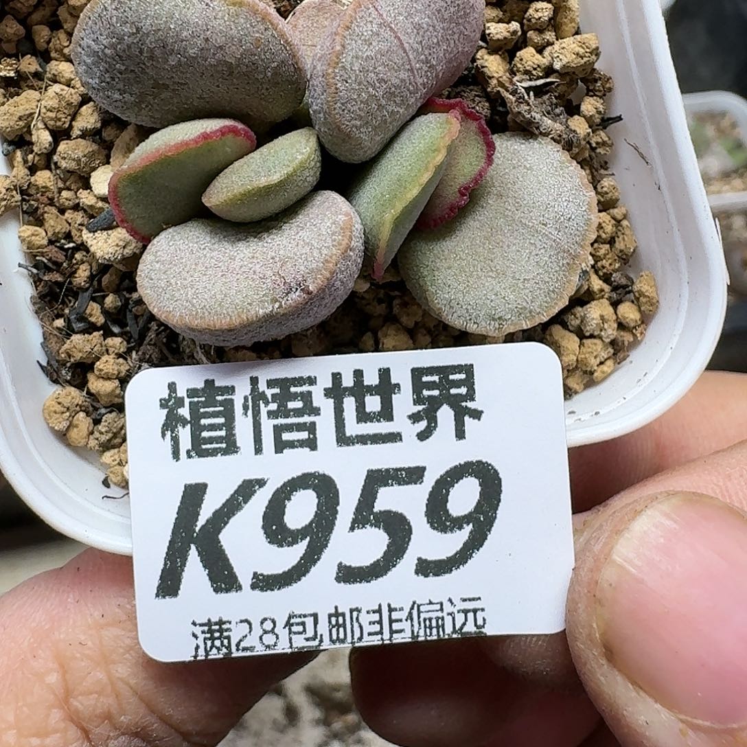 多肉植物的人生fghh