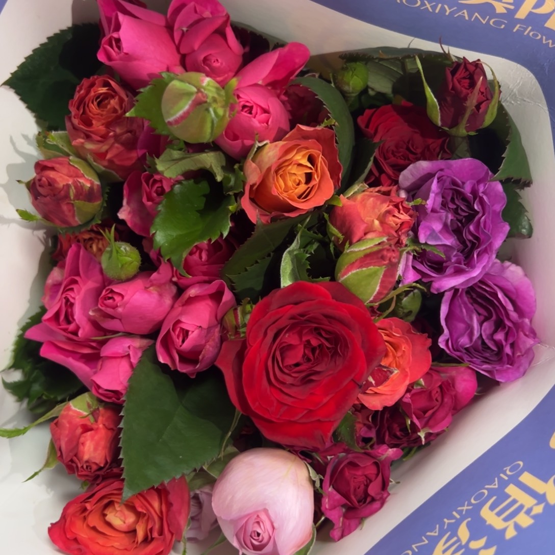 俏夕阳 混多10支装 拍满三单