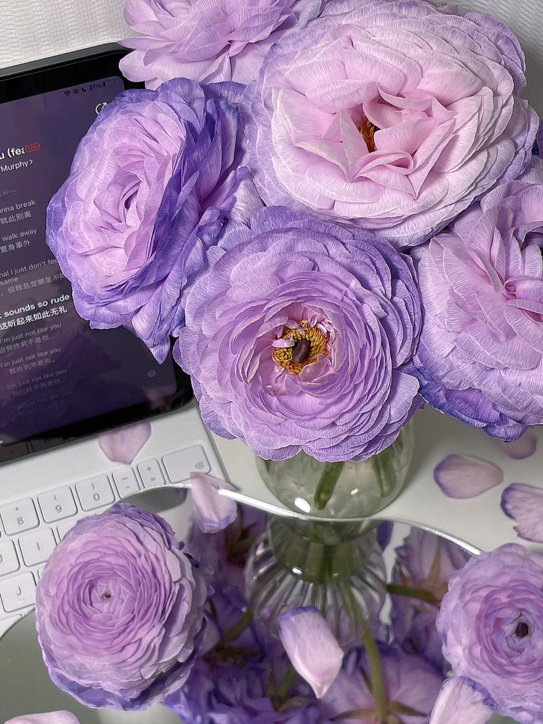 婵之语优选梦幻紫洋牡丹稀有洋牡丹