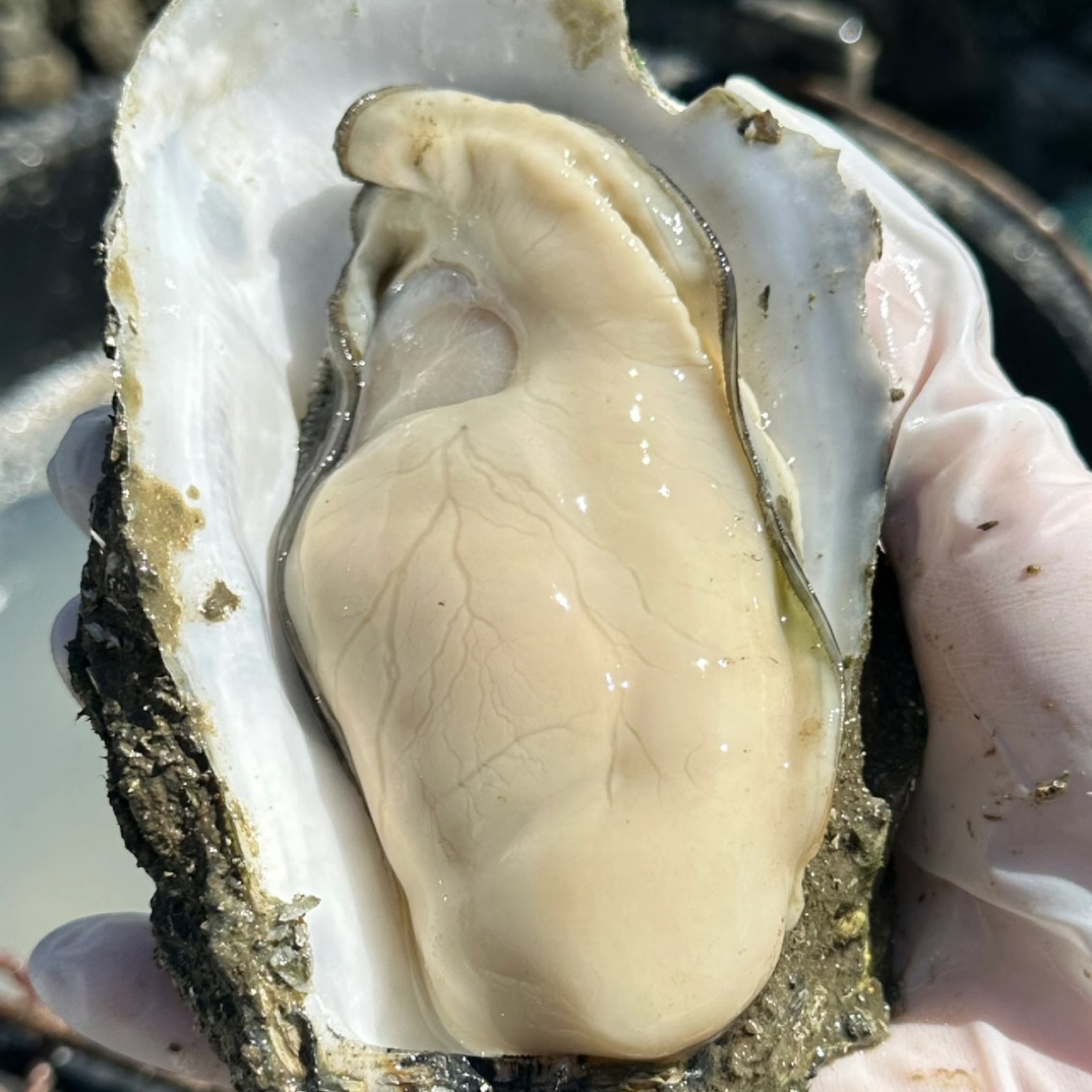 广东汕尾本港晨洲生蚝 生蚝天花板级别 