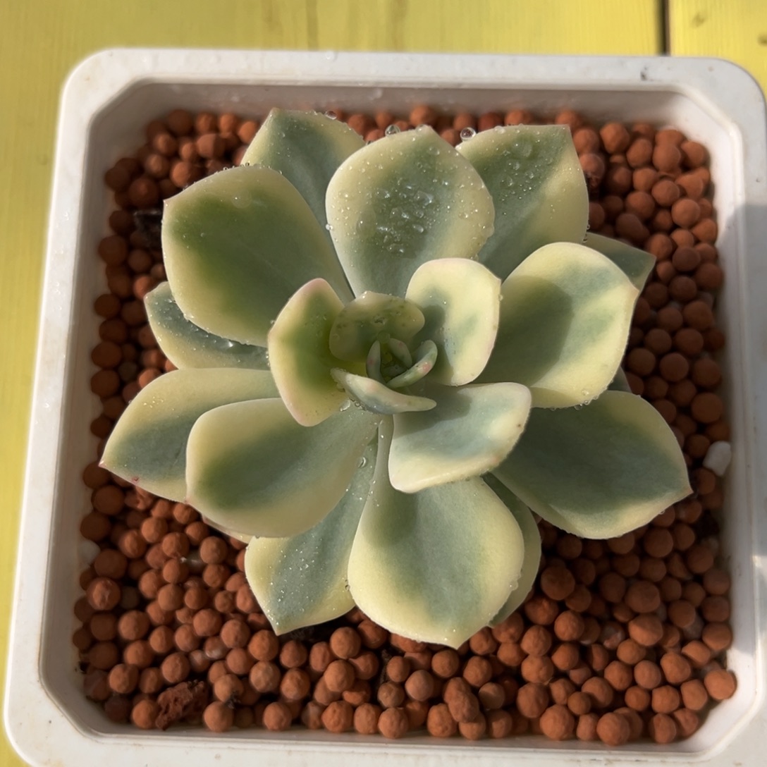 白月光锦，多肉植物