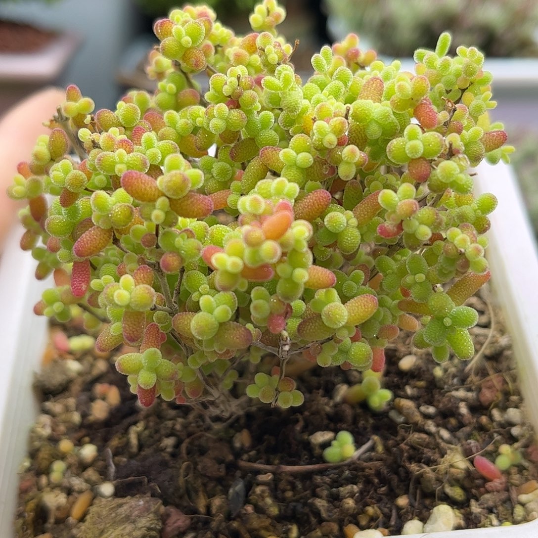 30蜜桔糖球优选枝干