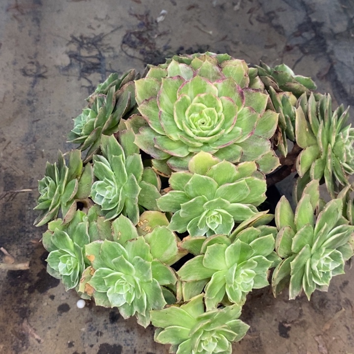 水蜜桃多肉植物7。 