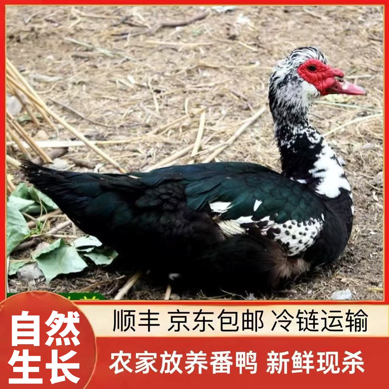 【小戴家】山林放养番鸭 现宰现杀 顺丰/京东包邮 2只净重8斤