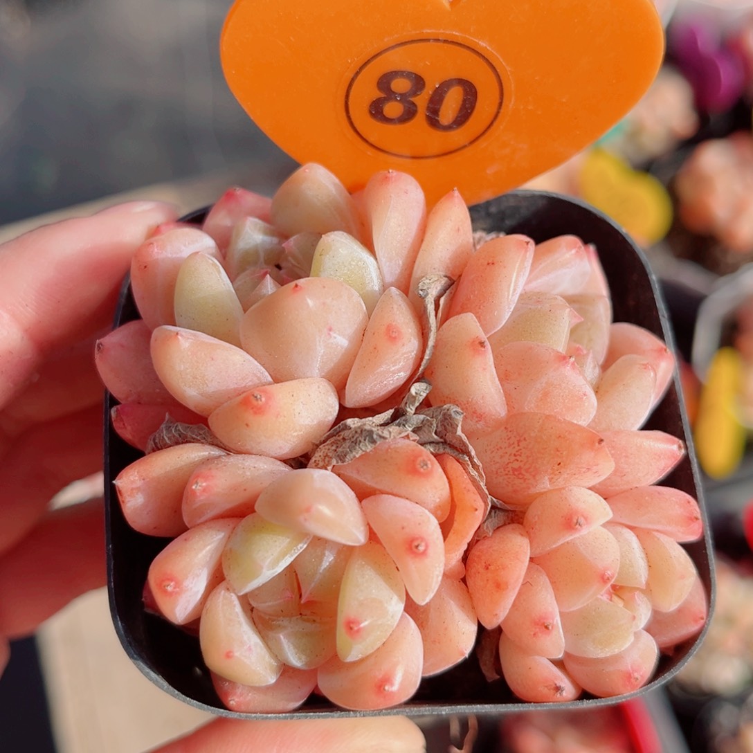 80号小老桩糖心群