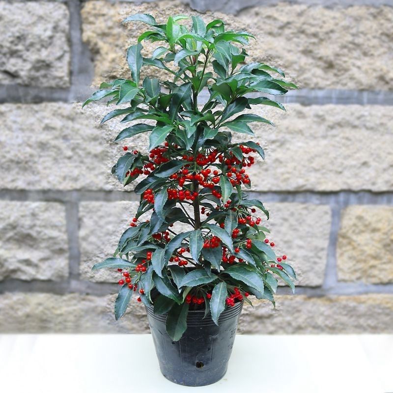 带果富贵籽金玉满堂绿植室内客厅好养盆栽常年开花植物