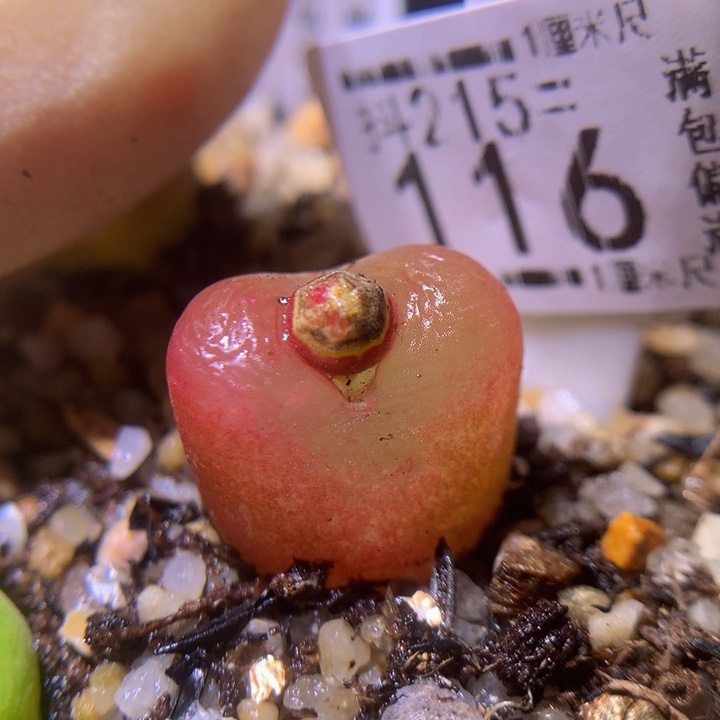 精品生石花215.116