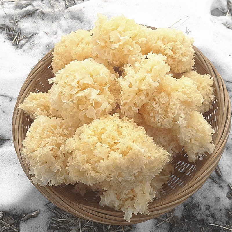 东北椴木小银耳 出胶率高