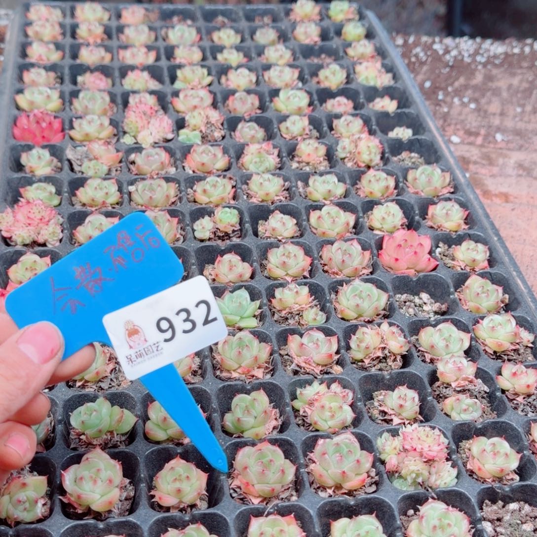 多肉植物多肉植物