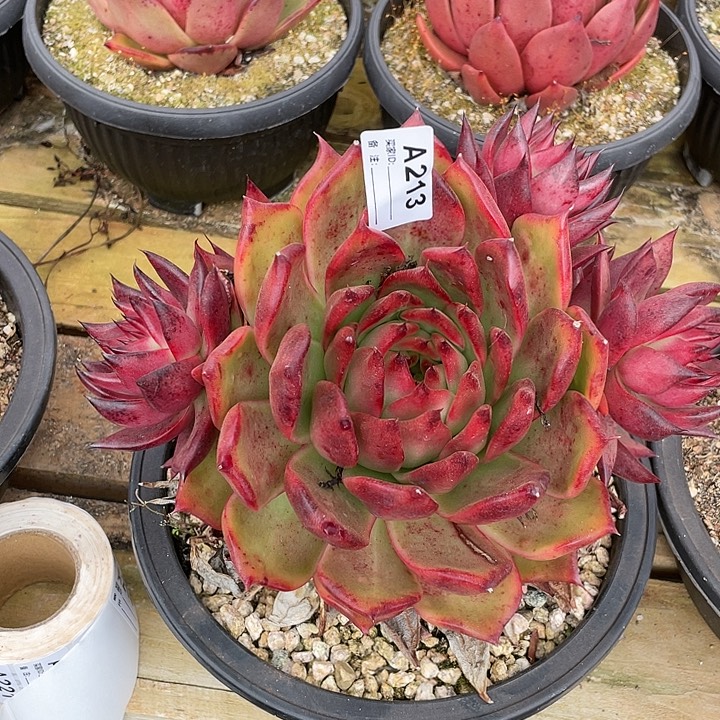 若如东云单拍A213