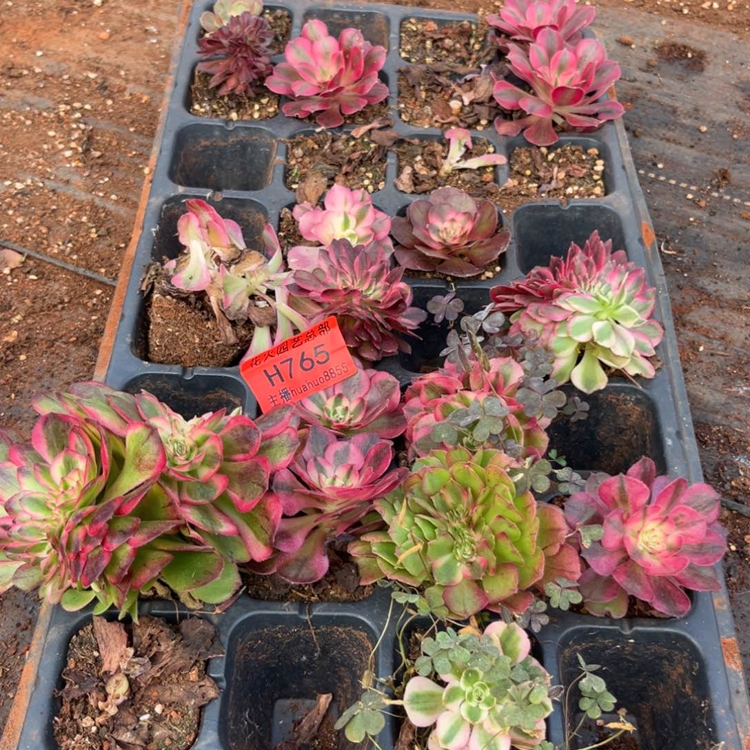 框拍765多肉植物法师