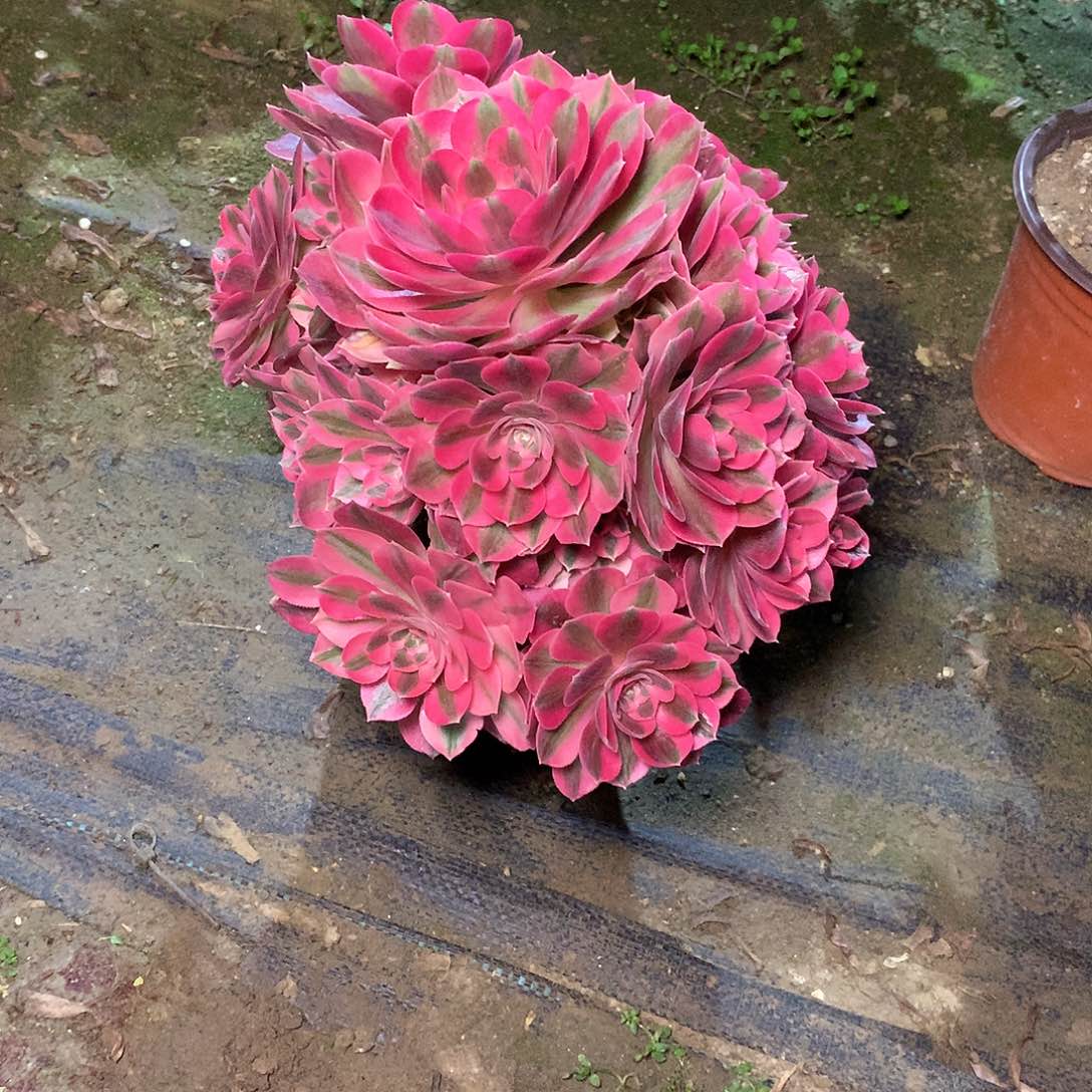 多肉多肉多肉多肉200