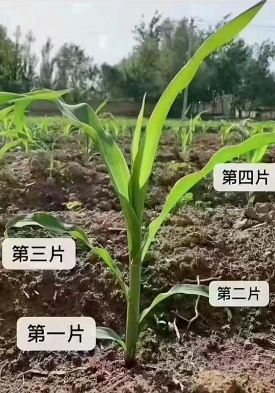 玉米苗期3到5片叶生根壮苗（十亩地）（1500克）
