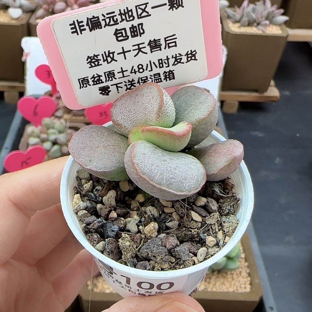 100黛安娜多肉植物