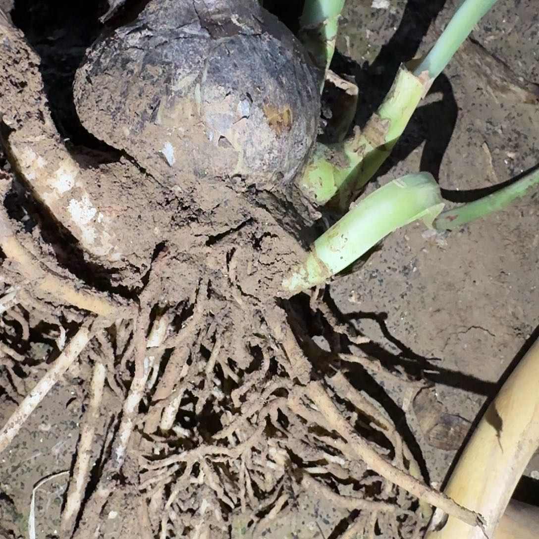 幻蝶6厘米带7侧裸根一棵