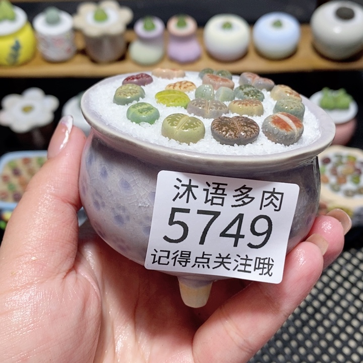 带盆土植物 一物一拍5749