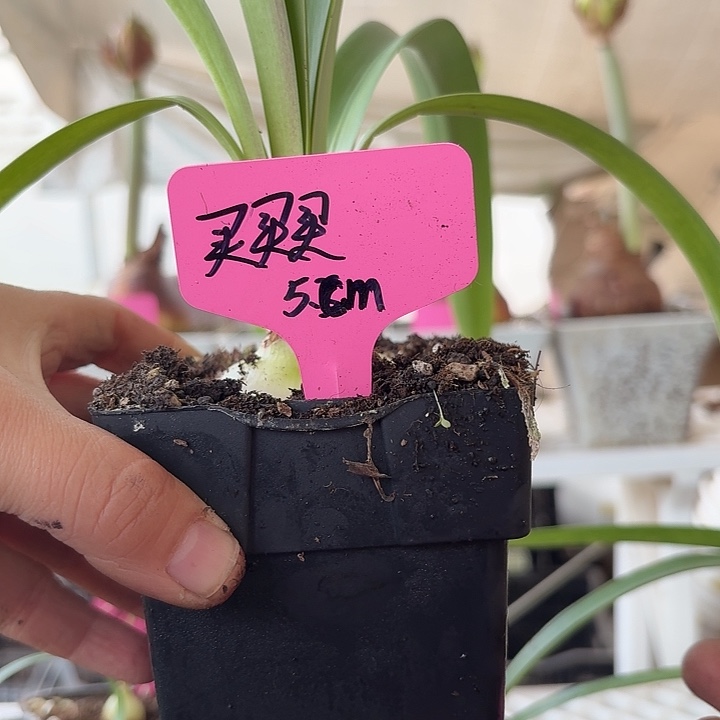 无花朵买买买直径5cm