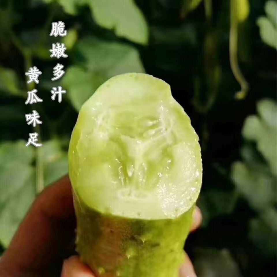 【全店拼满5包包邮】奶油黄瓜白黄瓜种子包装袋13x19厘米每包约50粒