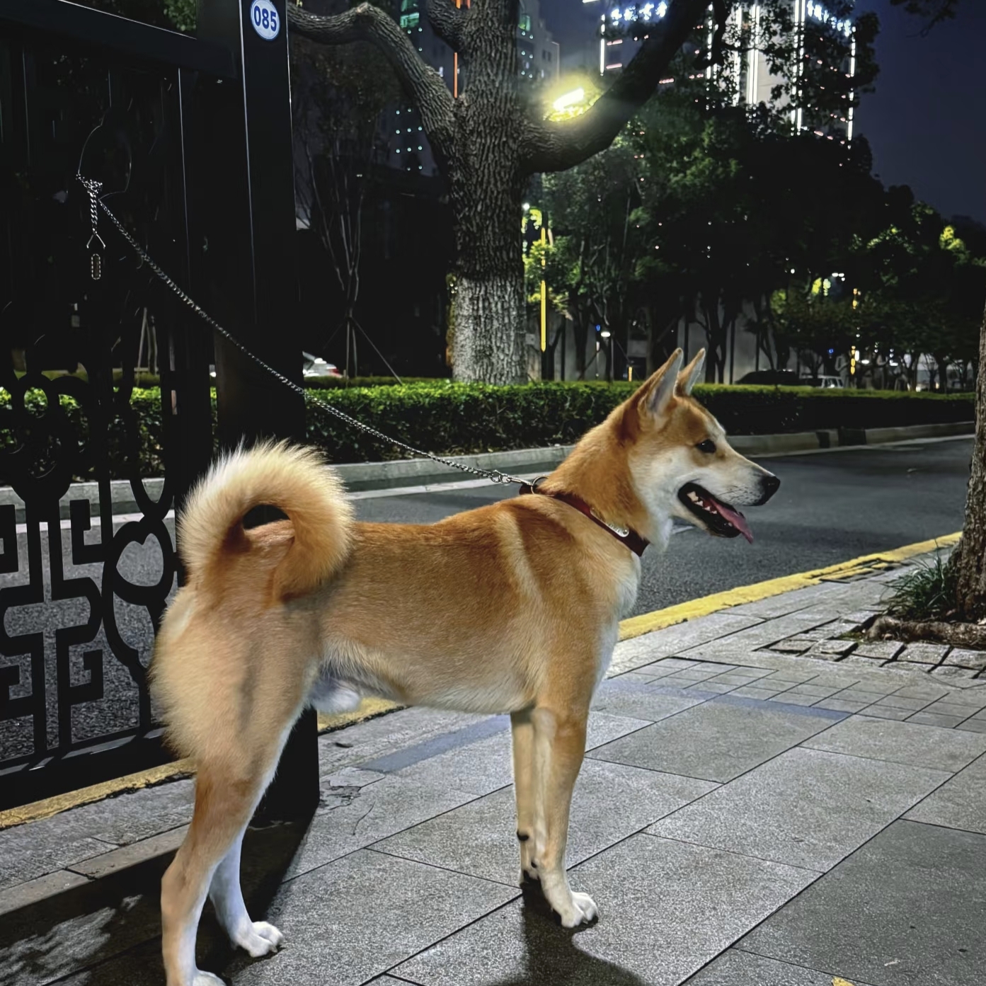老祖宗严选中华幼犬乡村源头纯种正宗中华宠物兔田园犬