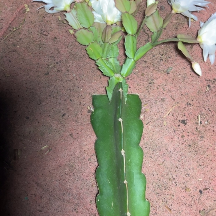 搬****005嫁接多叶片小苗一颗30