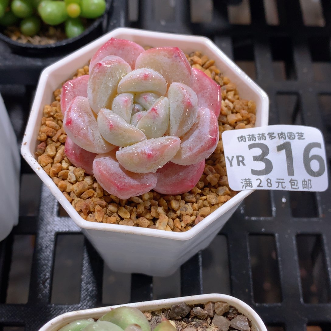 肉萌萌拇指盆精控多肉YR316
