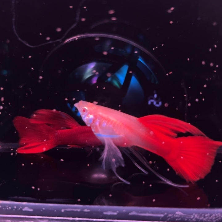 孔雀鱼血红绒球1对