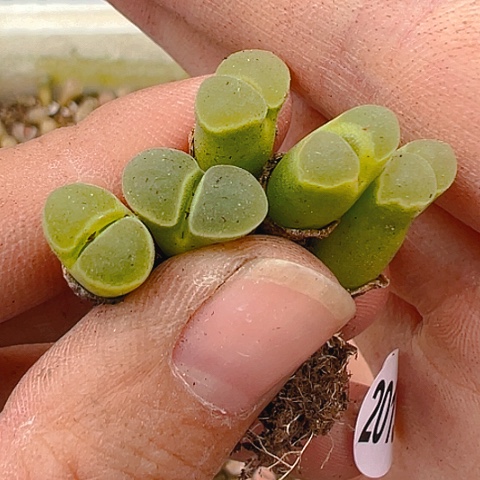 20136团团圆圆呀