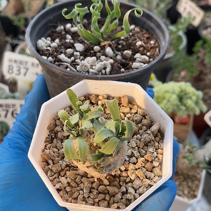 下播福利一一带盆一一一一