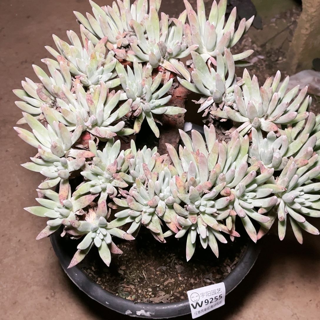 9255雪花仙女杯多肉